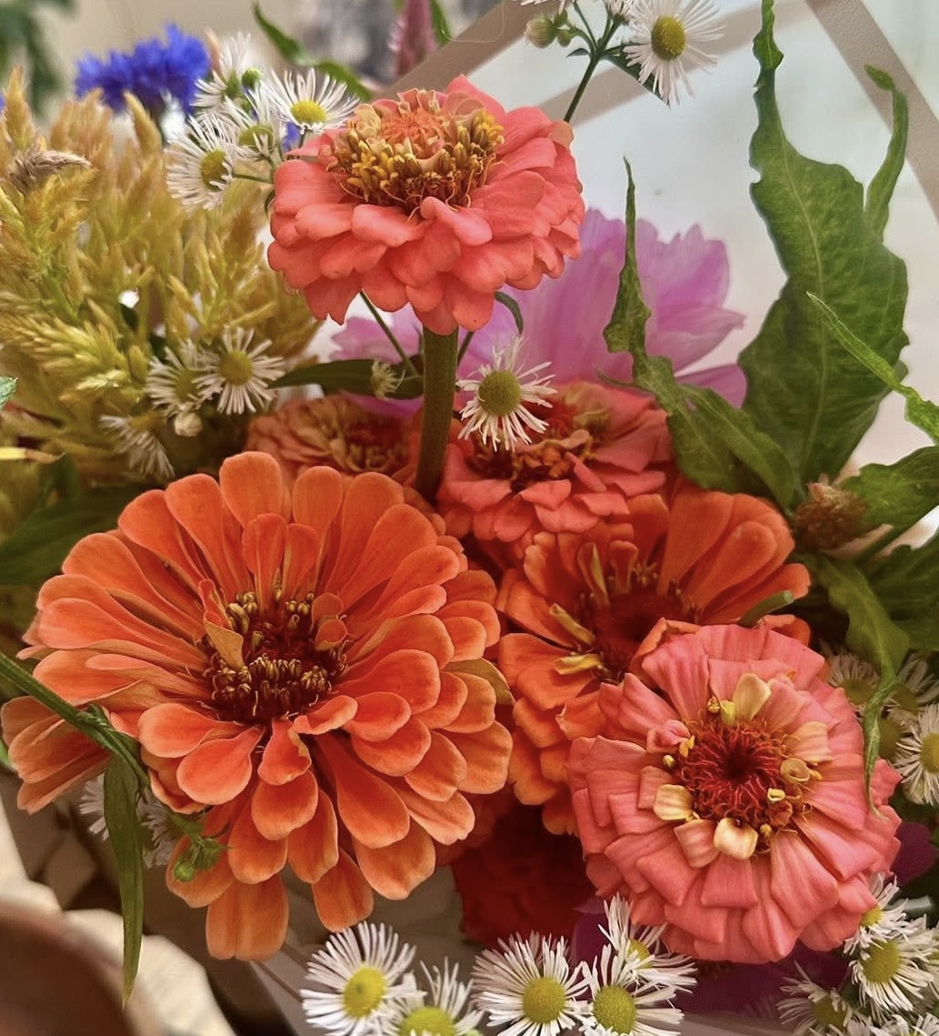 Zinnias